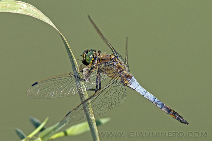 Orthetrum cancellatum con preda